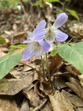 Image of Viola bissetii Maxim.