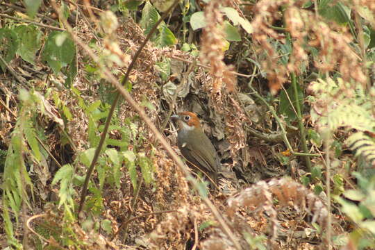 Image of White-throated Antpitta