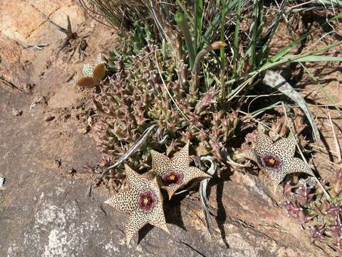 Image of Ceropegia irrorata (Masson) Bruyns