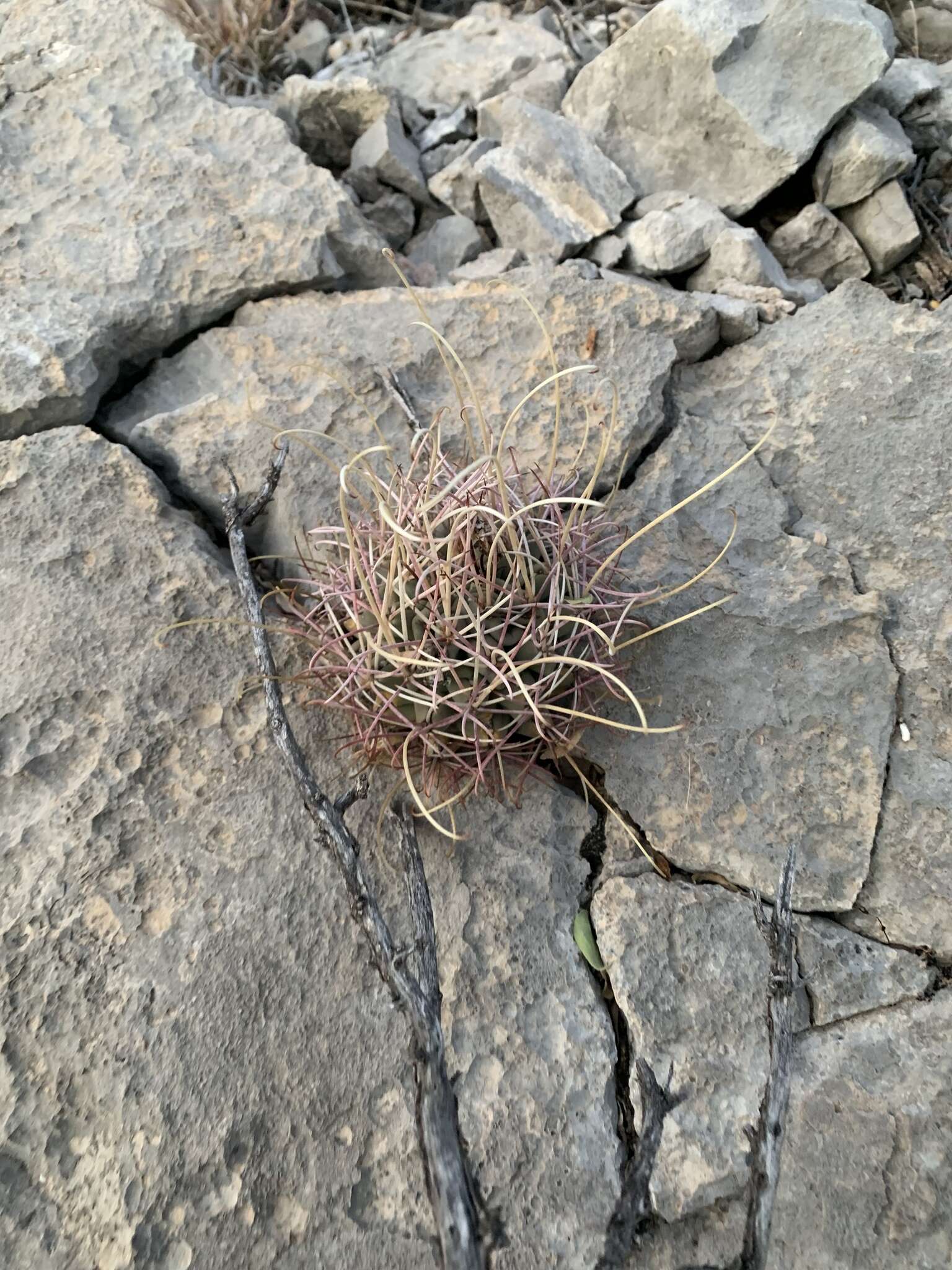 Image of Chihuahuan fishhook cactus