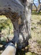 Image of Eucalyptus pauciflora subsp. debeuzevillei (Maiden) L. A. S. Johnson & Blaxell