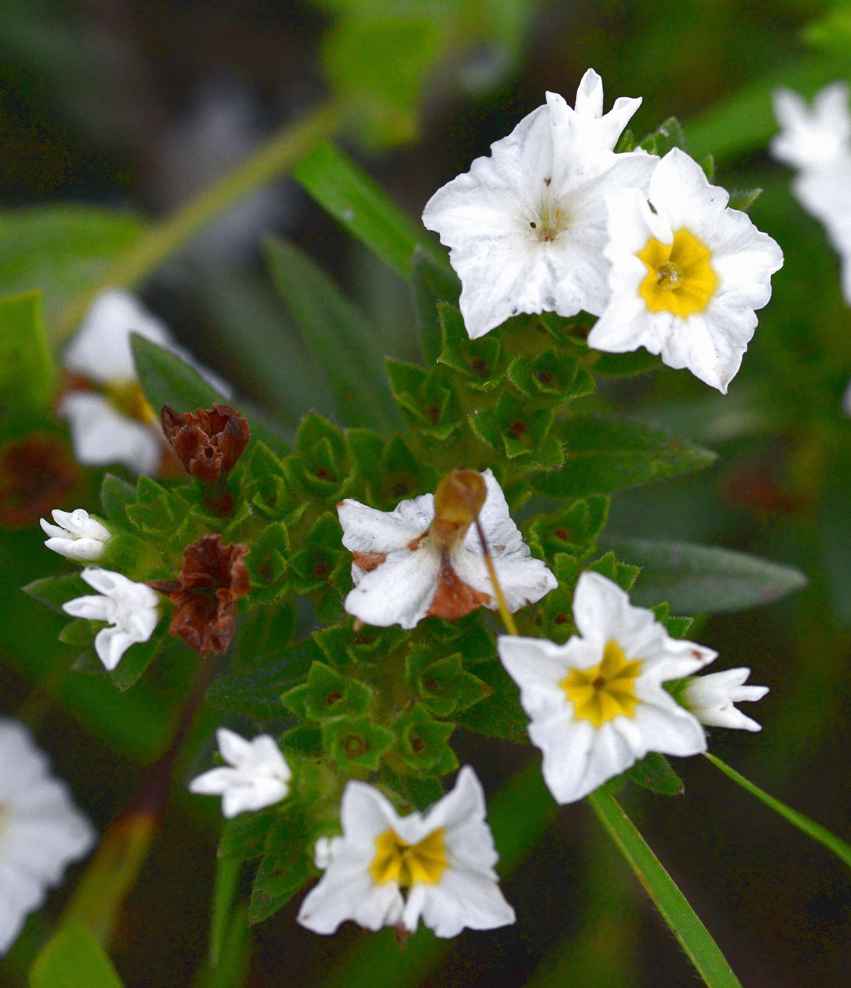 Image of Euploca foliosissima (J. F. Macbr.) J. I. M. Melo