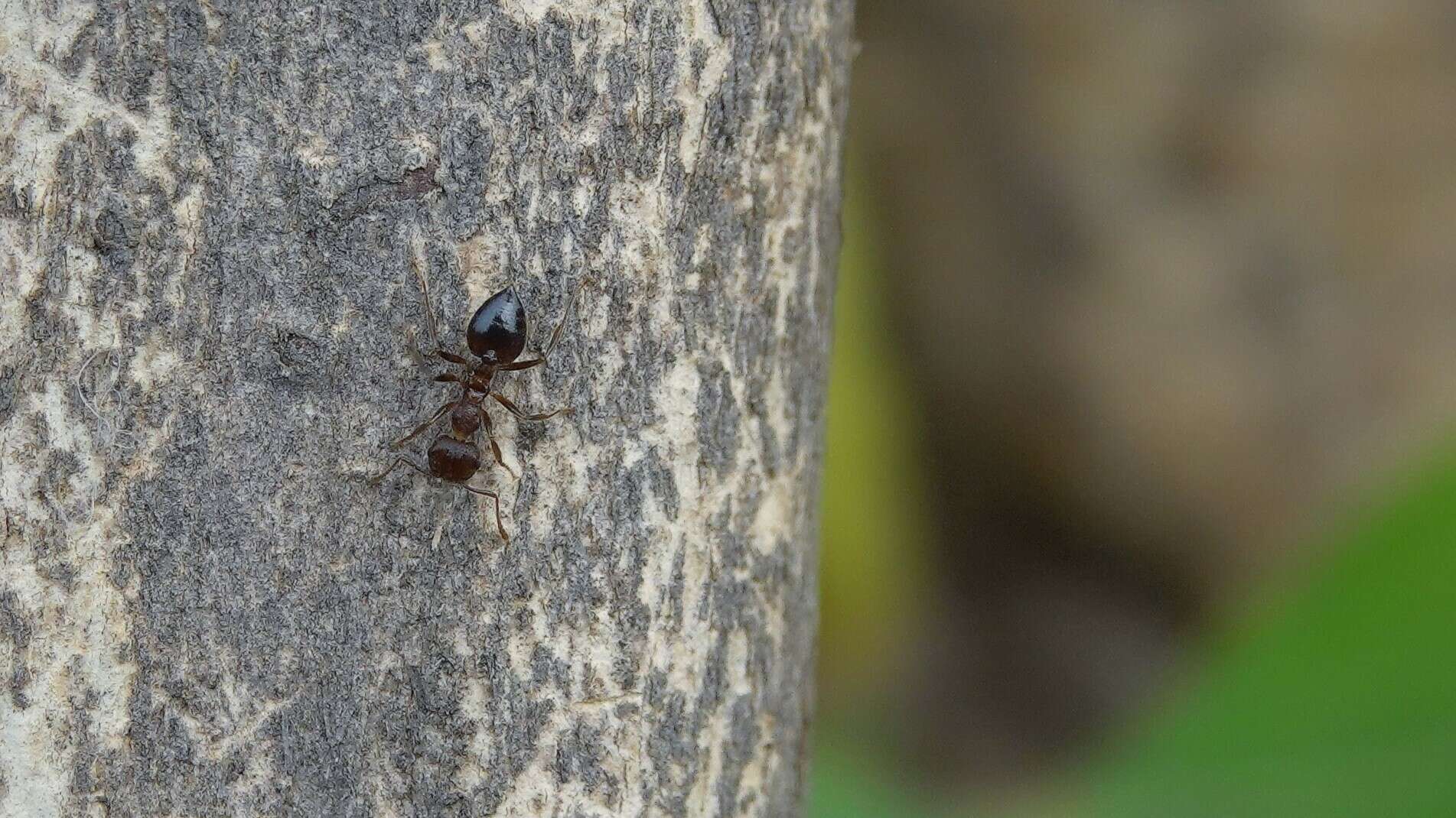 Image of Crematogaster rothneyi Mayr 1879