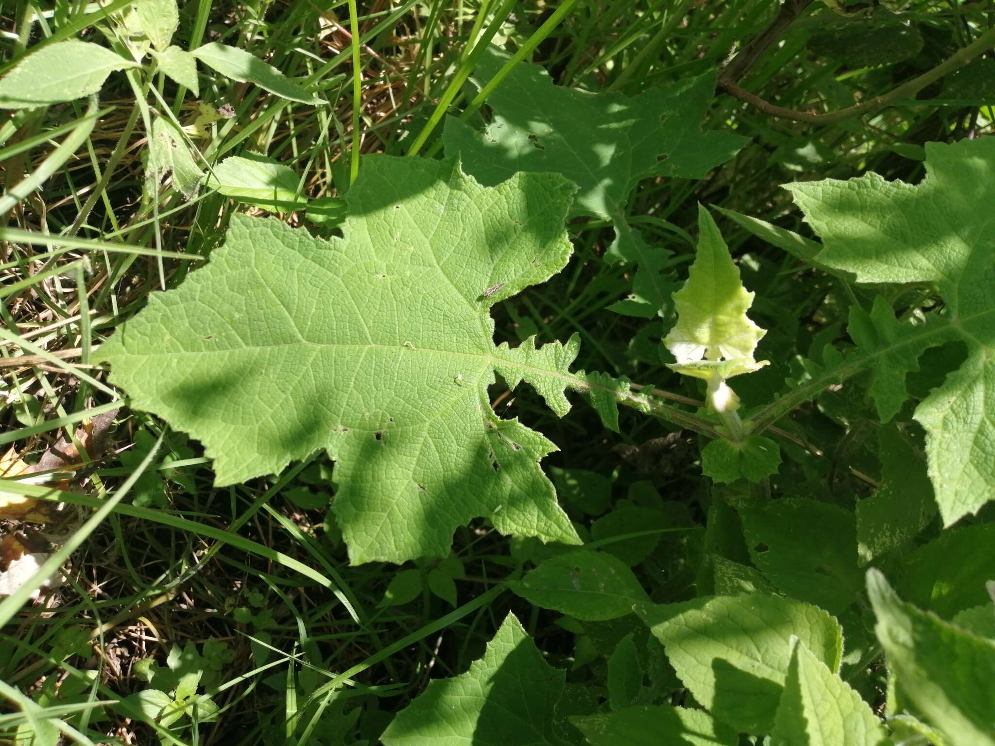 Smallanthus maculatus (Cav.) H. Rob. resmi