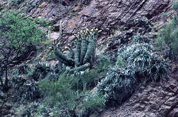 Echinopsis schickendantzii F. A. C. Weber resmi