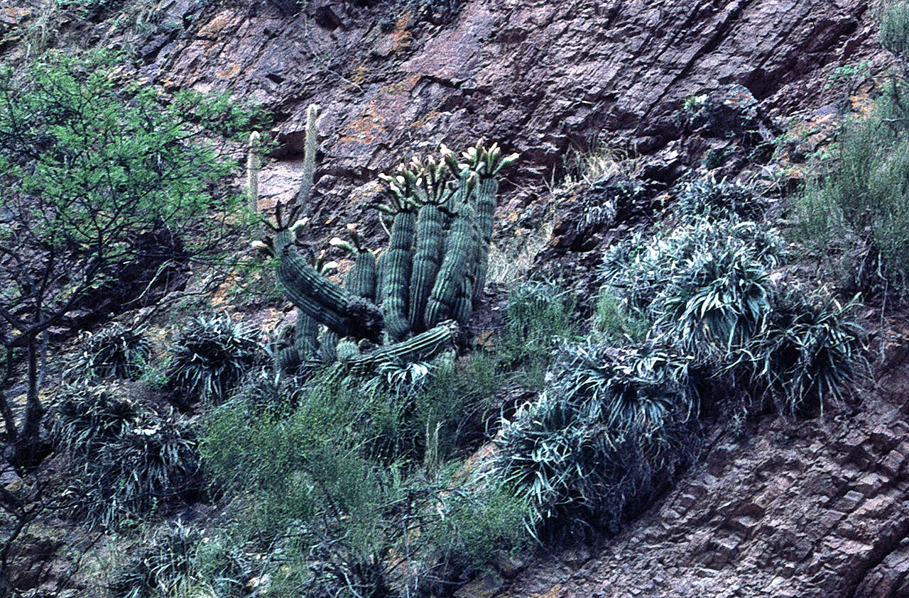 Echinopsis schickendantzii F. A. C. Weber resmi