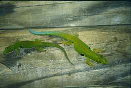 Image of Peacock Day Gecko