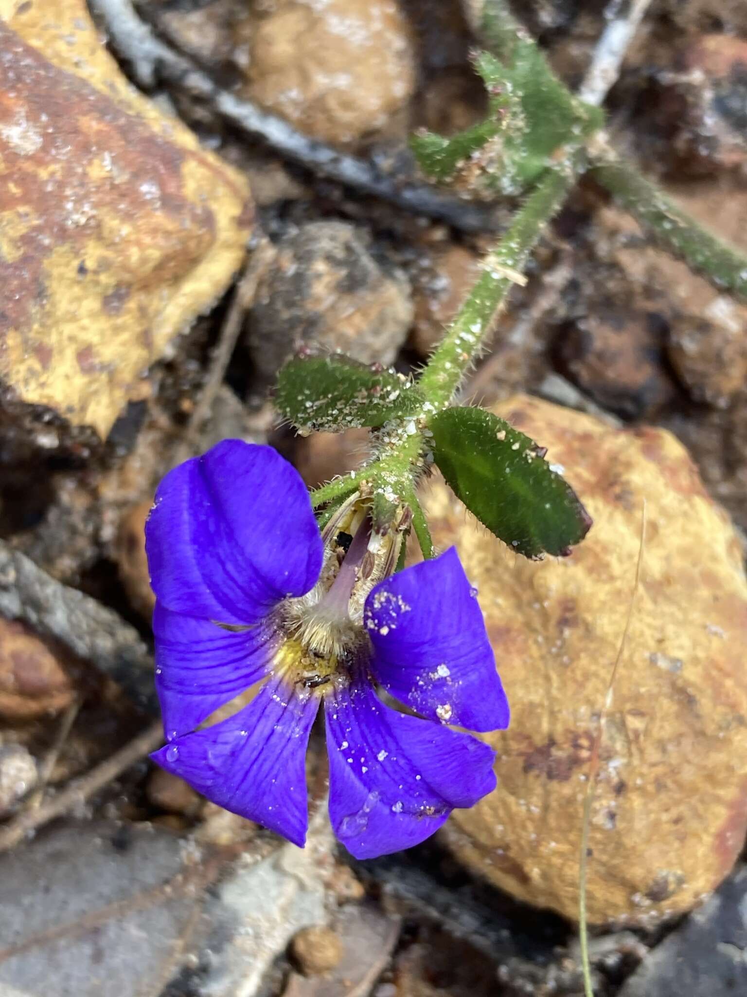 Слика од Scaevola calliptera Benth.