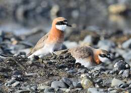 Image of Lesser Sand Plover