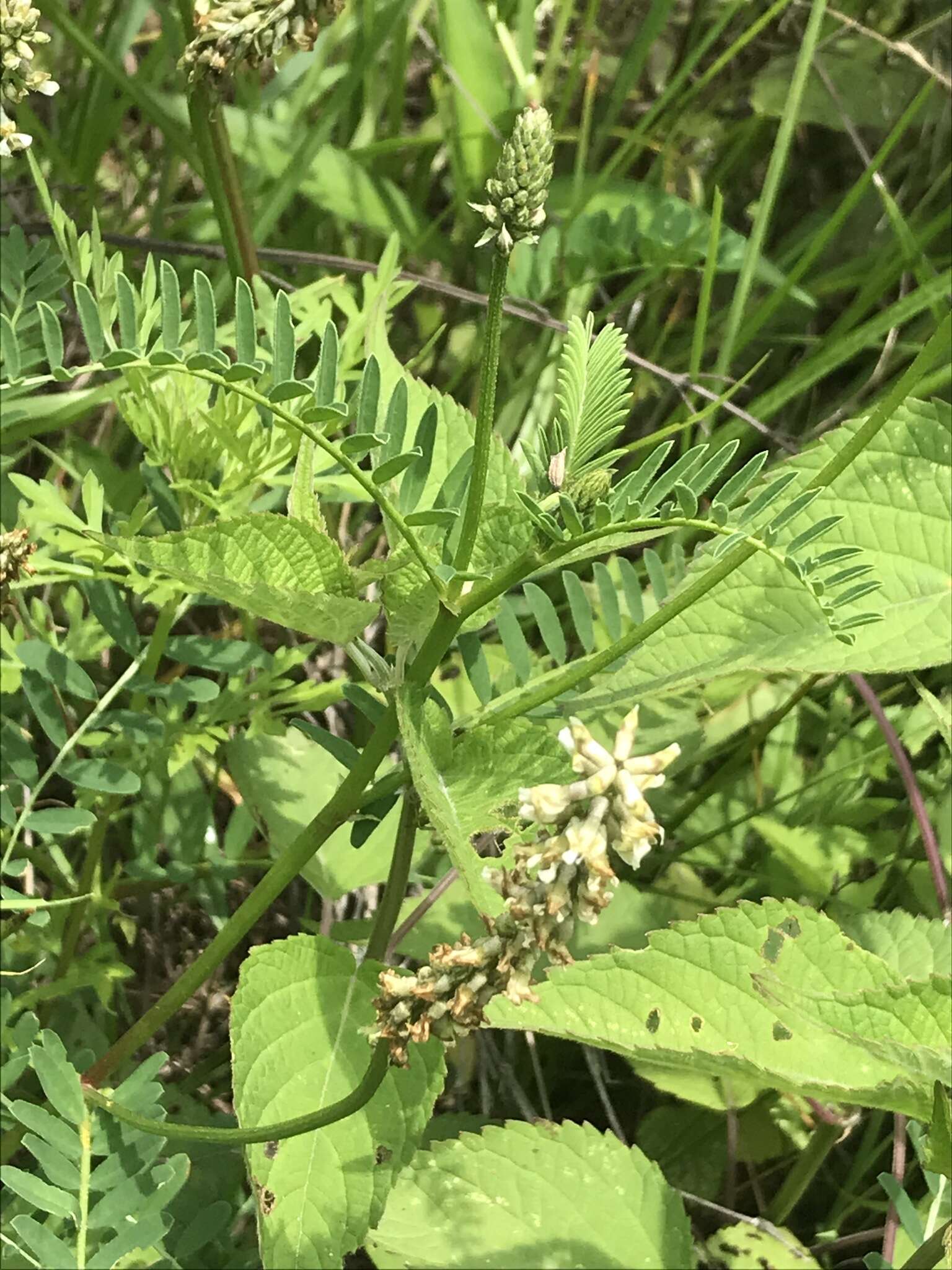 Astragalus micranthus Desv.的圖片