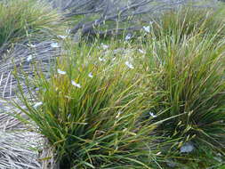Orthrosanthus multiflorus Sweet的图像