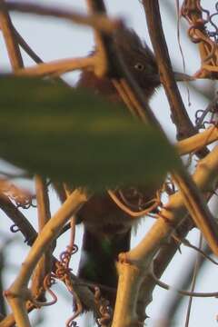 Image of Grey-crested Cacholote