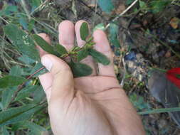 Image of Greater St. John's-Wort