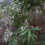 Image of Zieria arborescens Sims