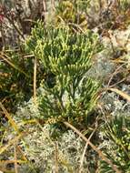 Image of deeproot clubmoss