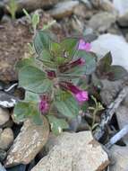 Image of compact monkeyflower