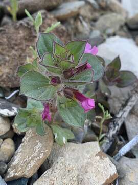 Image of compact monkeyflower