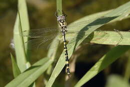 Image of Yellow-spotted Emerald