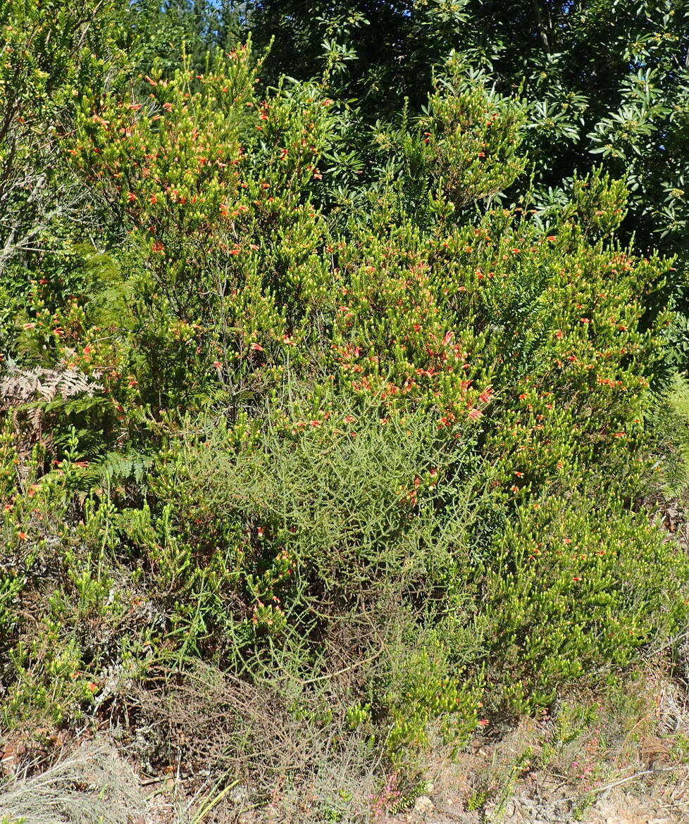 Image of Erica unicolor subsp. georgensis E. G. H. Oliv. & I. M. Oliv.