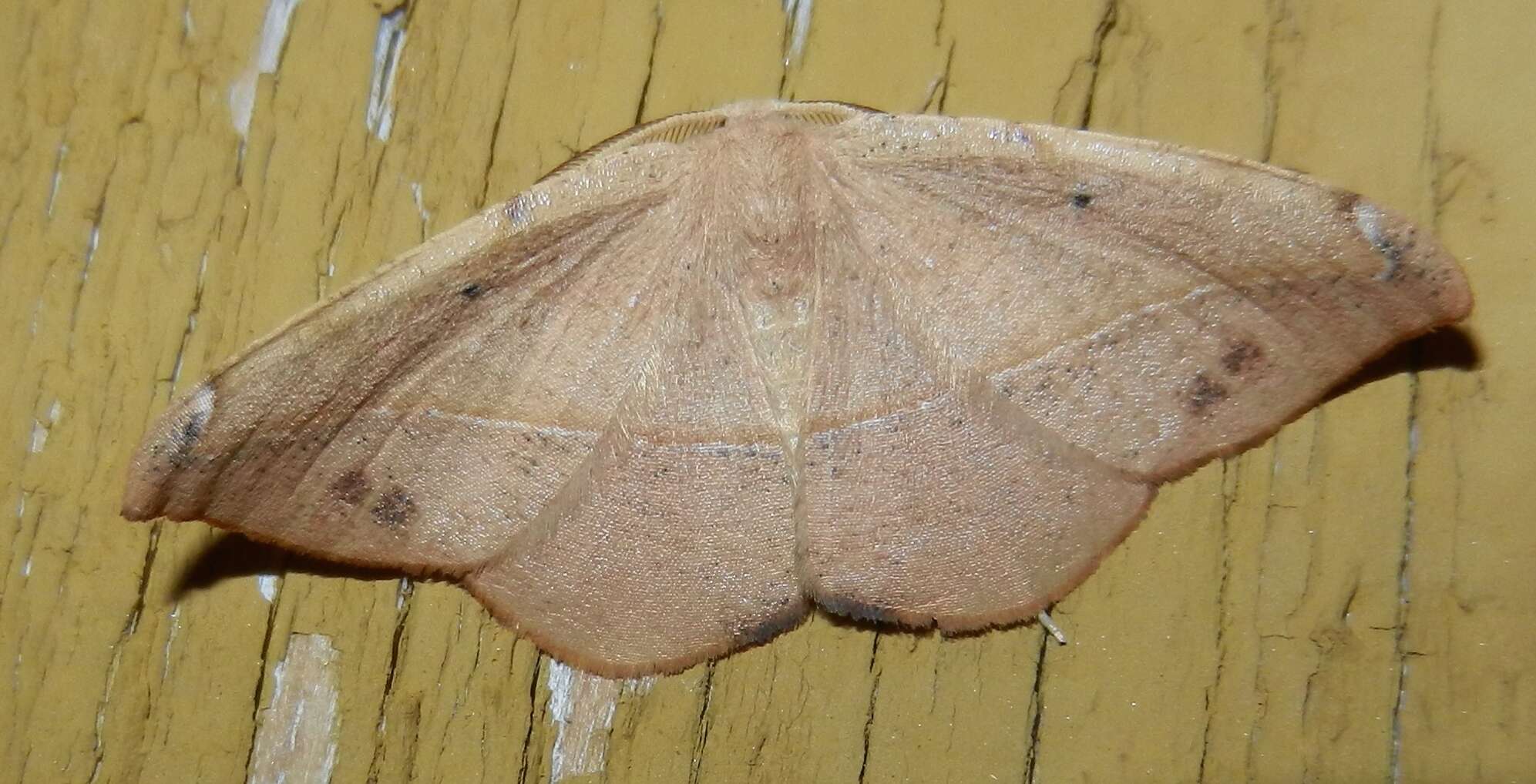 Image of Juniper-twig Geometer