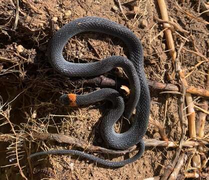 Image of Ringneck Coffee Snake