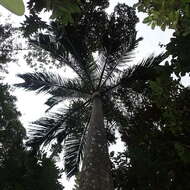 Image of Dypsis carlsmithii J. Dransf. & Marcus