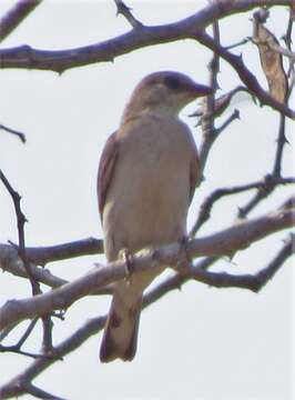 Image of Greater Honeyguide