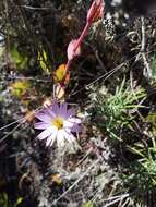 Image of Onoseris hyssopifolia Kunth