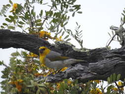 Image of Loxioides Oustalet 1877