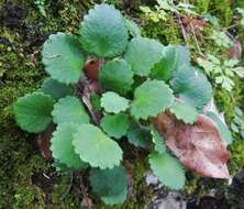 Imagem de Saxifraga hirsuta L.