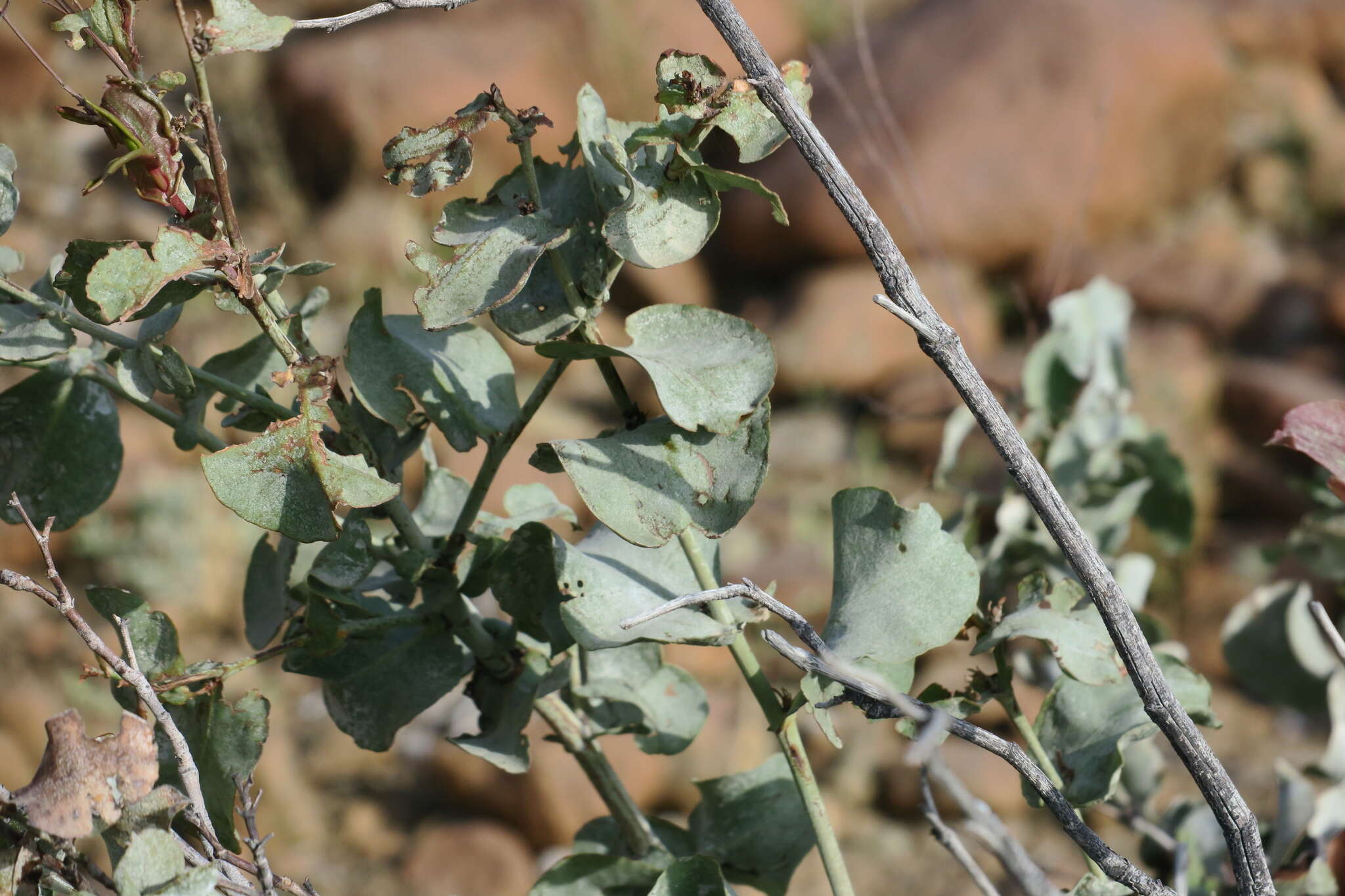 Image of Dyerophytum indicum (Gibs. ex Wight) O. Kuntze