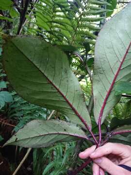 Image of shrub panax