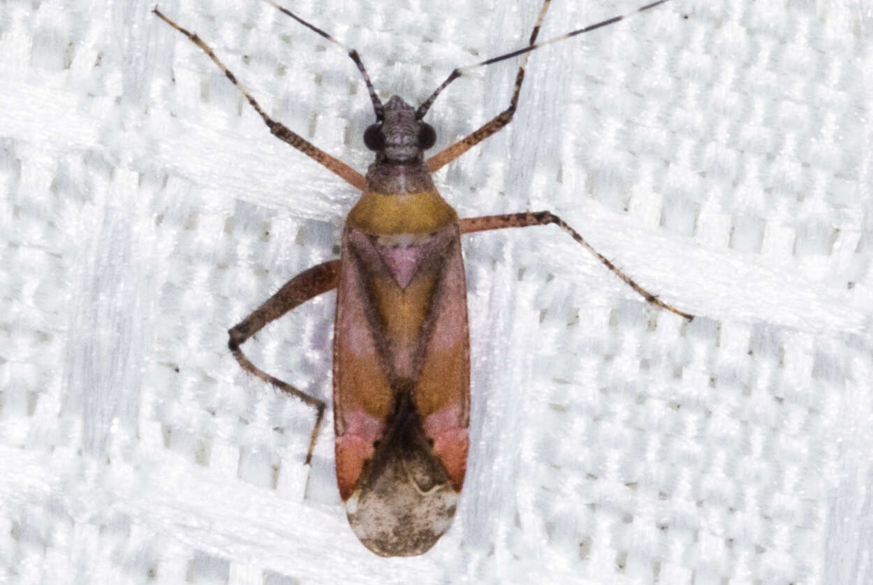 Image of Phytocoris roseus (Uhler 1894)