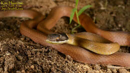 Image of Chinese Many-tooth Snake