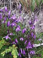 Image of Gentianella rapunculoides (Willd. ex Schultes) J. S. Pringle