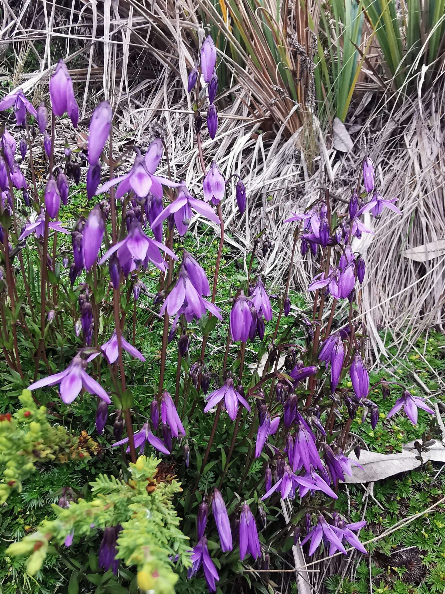 Image of Gentianella rapunculoides (Willd. ex Schultes) J. S. Pringle