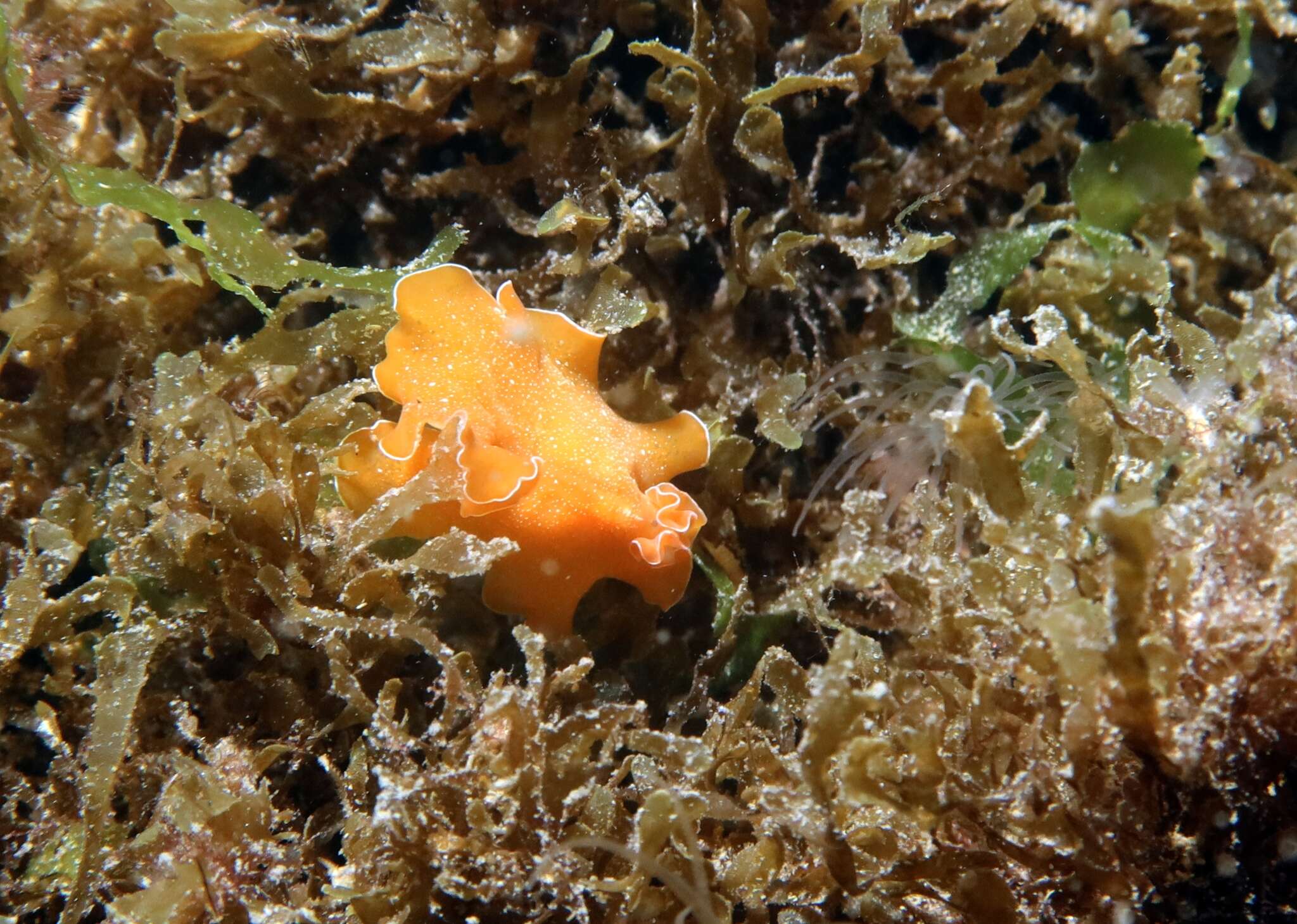 Image of Mediterranean orange polyclad worm