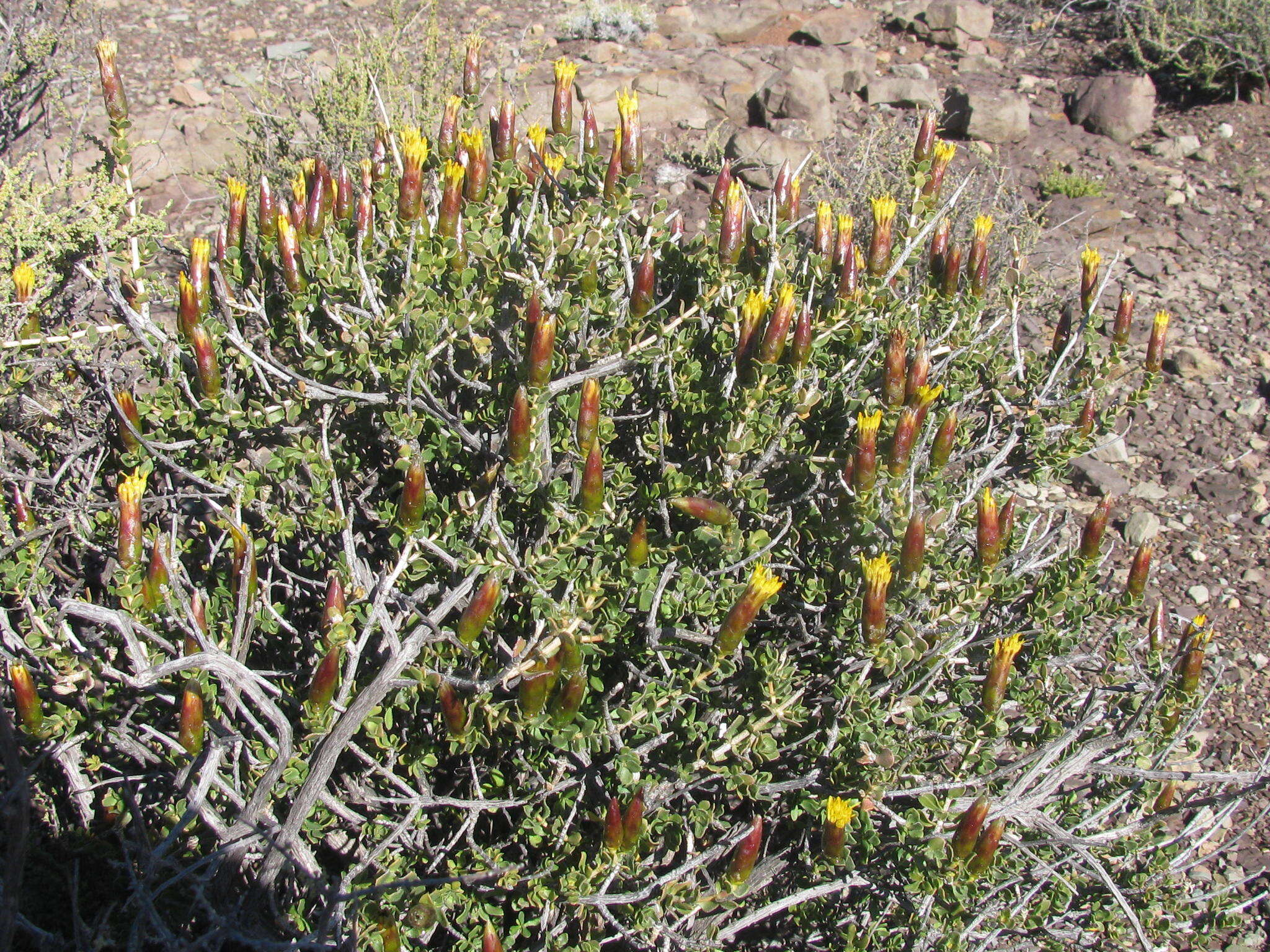 Image of Pteronia adenocarpa Harv.