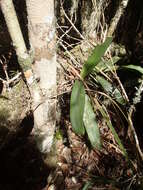 Imagem de Aeranthes ramosa Rolfe