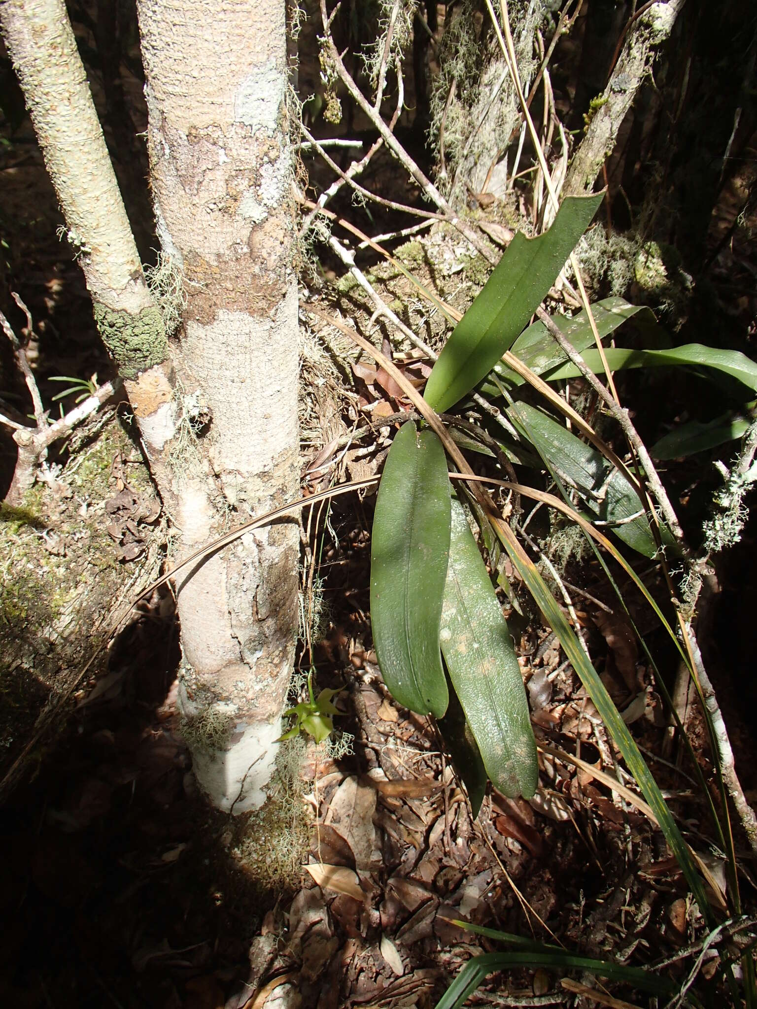 Imagem de Aeranthes ramosa Rolfe