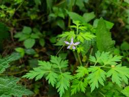 Image of Delphinium anthriscifolium Hance