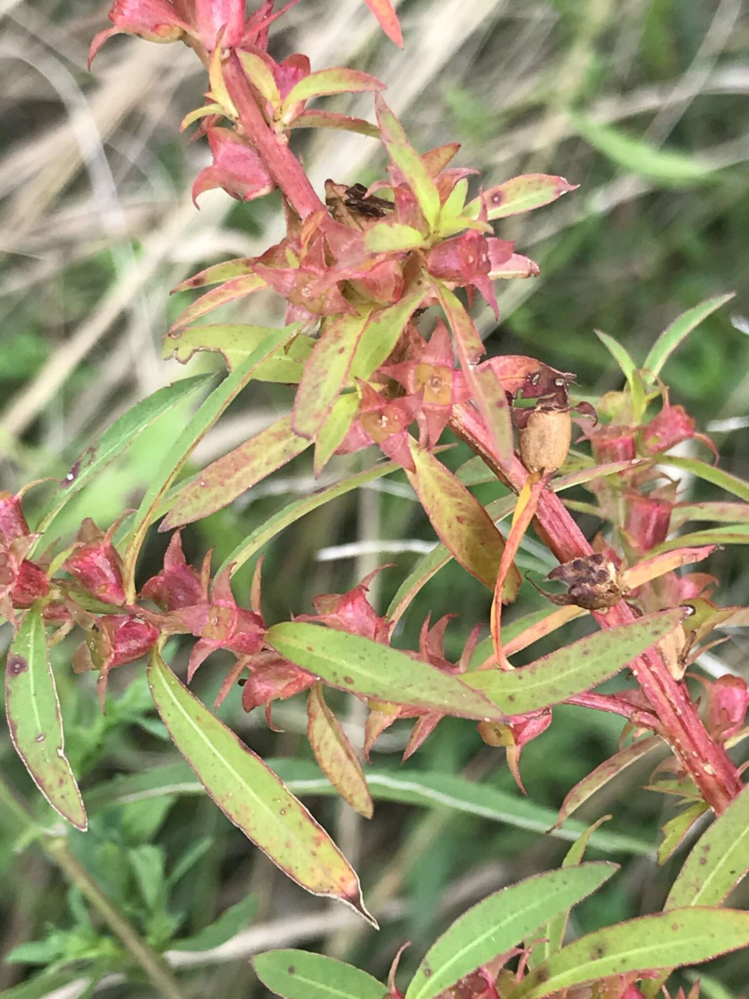 Image of manyfruit primrose-willow