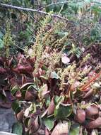 Image of Peperomia peltigera C. DC.