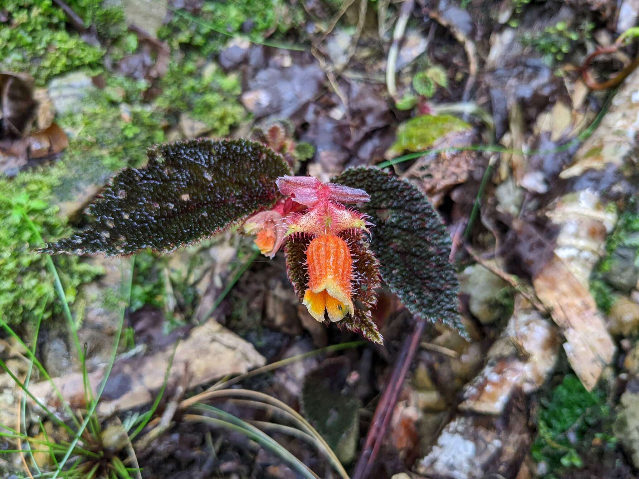 Слика од Begonia lehmannii (Irmsch.) L. B. Sm. & B. G. Schub.