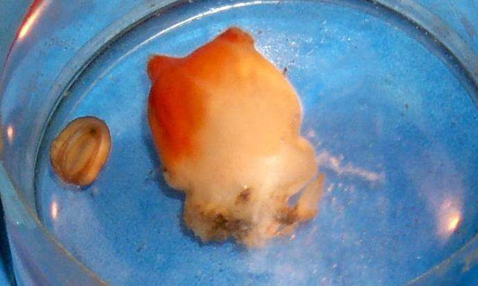 Image of sea peach