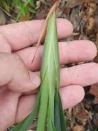 Image of Dianella caerulea var. producta R. J. F. Hend.