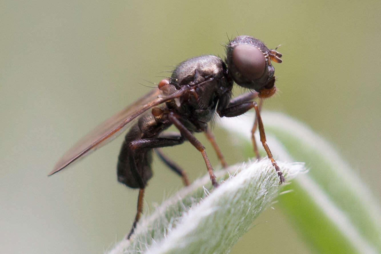 Curranops apicalis (Cole & Lovett 1921)的圖片