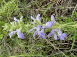 Sivun Salvia engelmannii A. Gray kuva