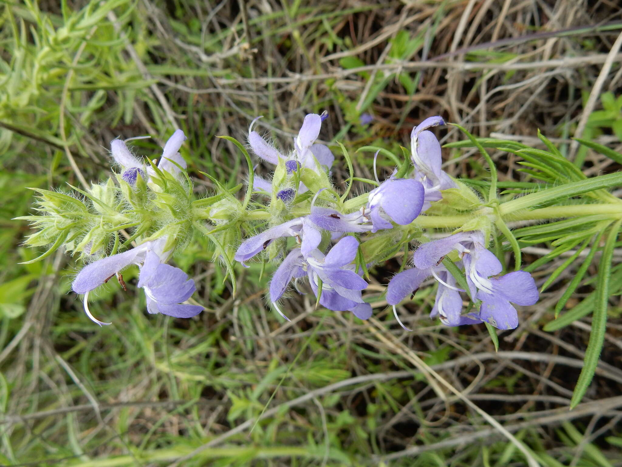 Sivun Salvia engelmannii A. Gray kuva