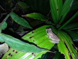 Image of Temple Tree Frog